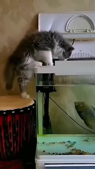 Этот карась погиб сражаясь