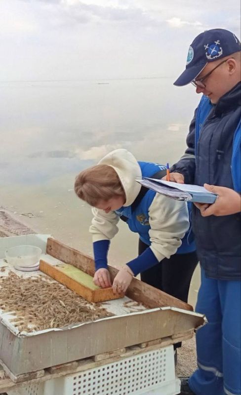 Рыбаки нарастили вылов креветки в Азовском море на 33%
