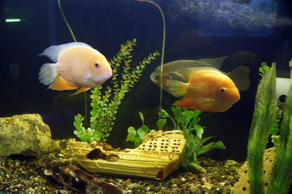 ������� ������� ������������ ������������� ���� ������