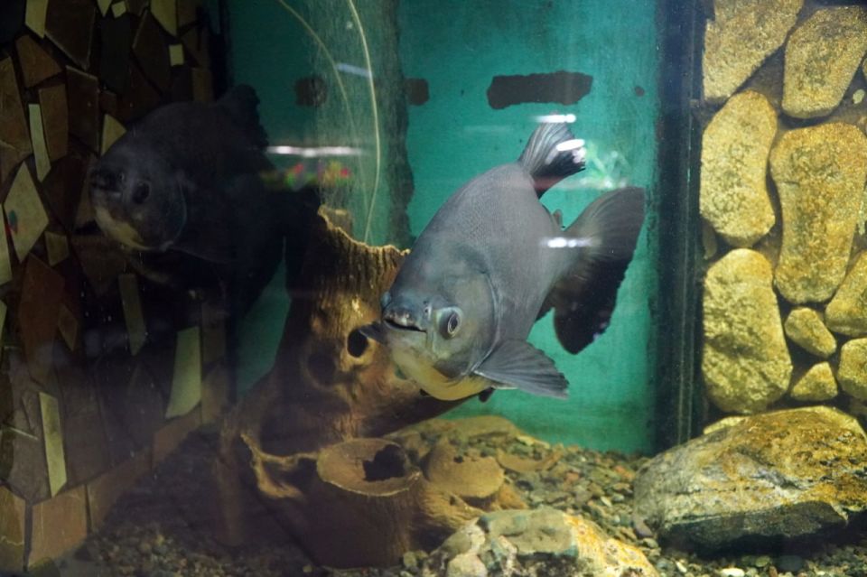 ������� ������� ������������ ������������� ���� ������