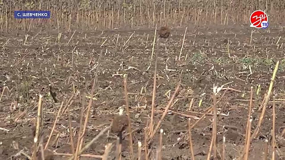 � ����������� ������� ������������ ���� �������������