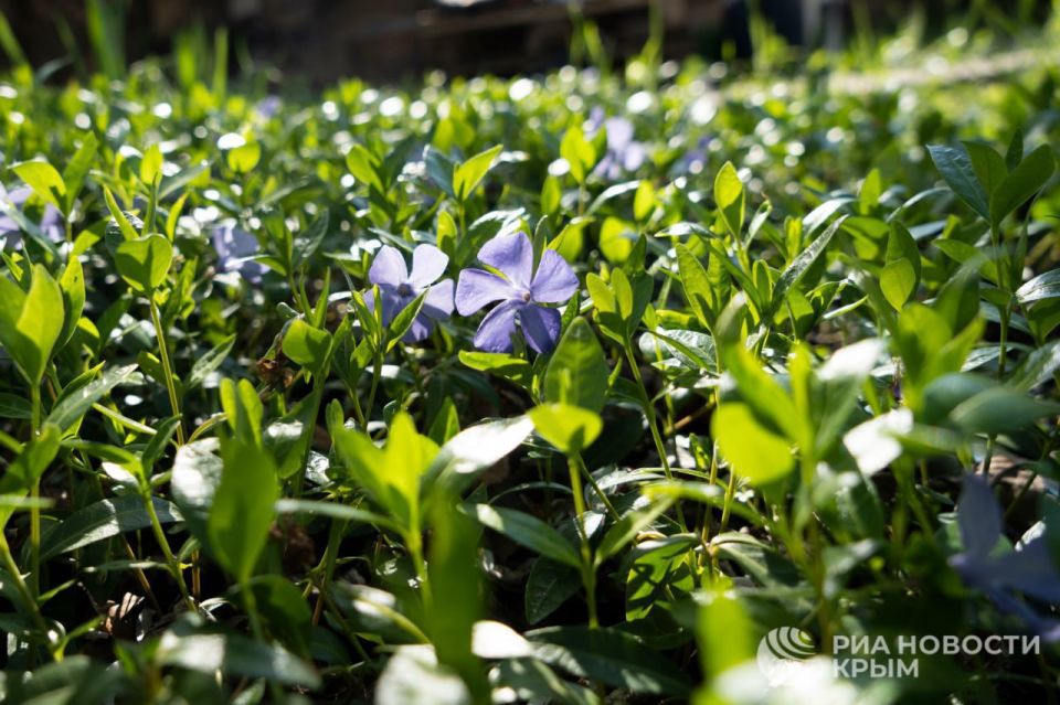 Погода на новых территориях России