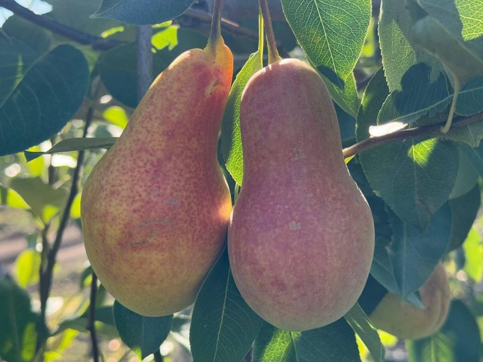 � ����������� ������� � �������� ���� ���� �������