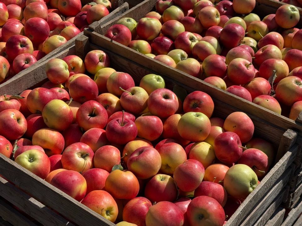 � ���������� ������ ������������ ������ ������ �������� �������