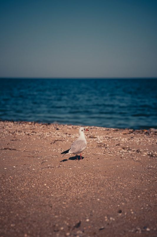 ������ ����������� ������� �������� - ��� � ��������!