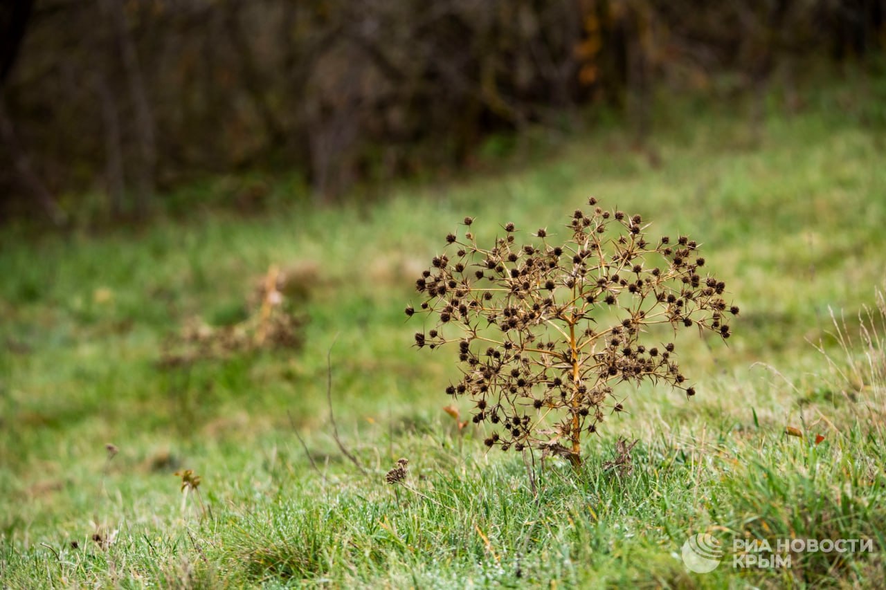 Погода на новых территориях России