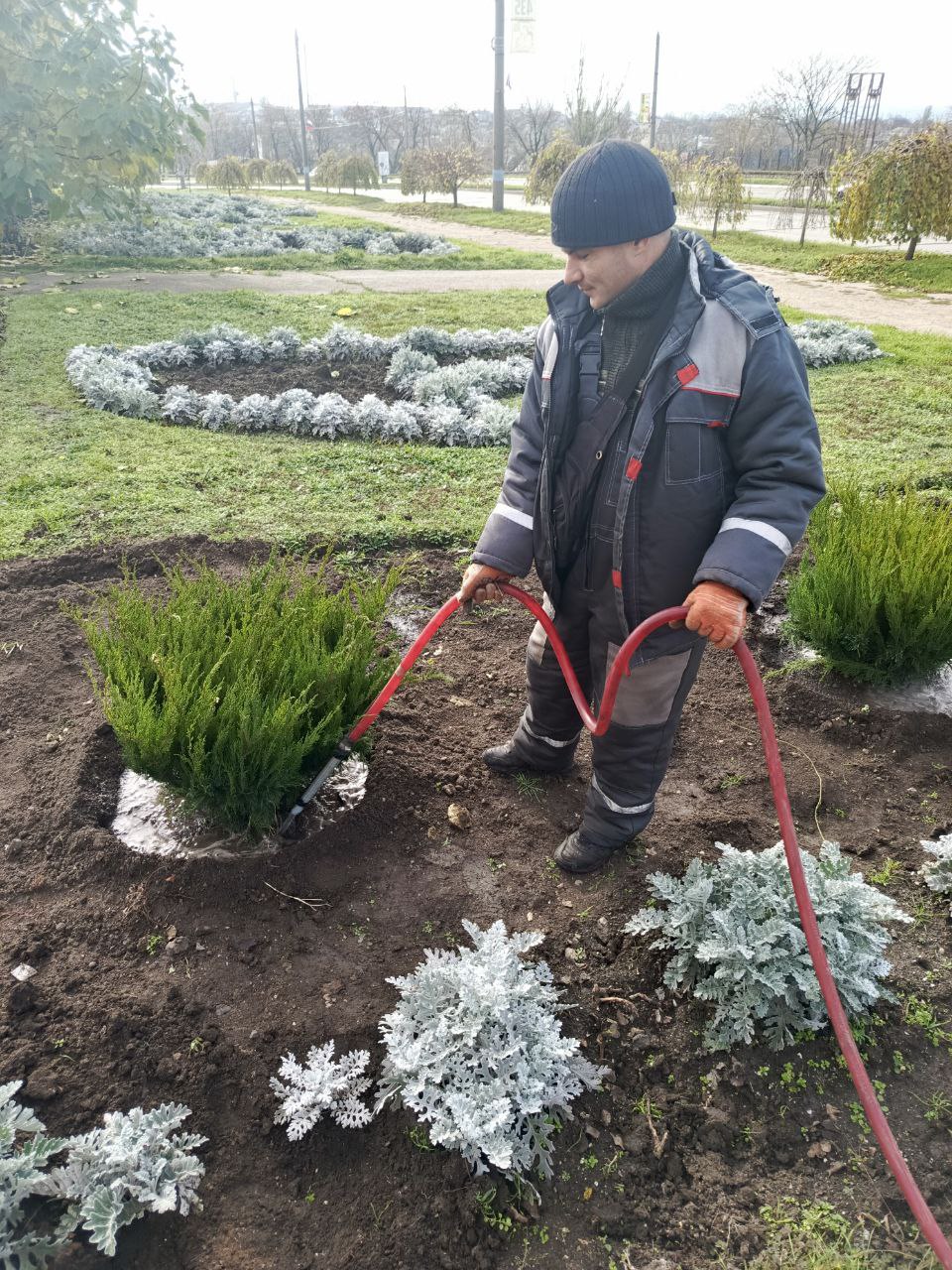 Сотрудники МБУ «Зеленхоз» украшают Бердянск кустами можжевельника Сотрудники МБУ «Зеленхоз» украшают Бердянск кустами можжевельника