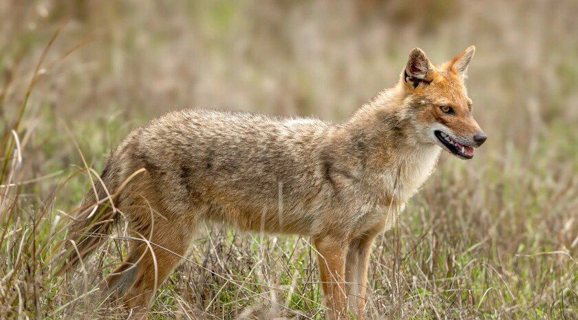 � ���������� ������ ����� ������������ ���, ������ � �������