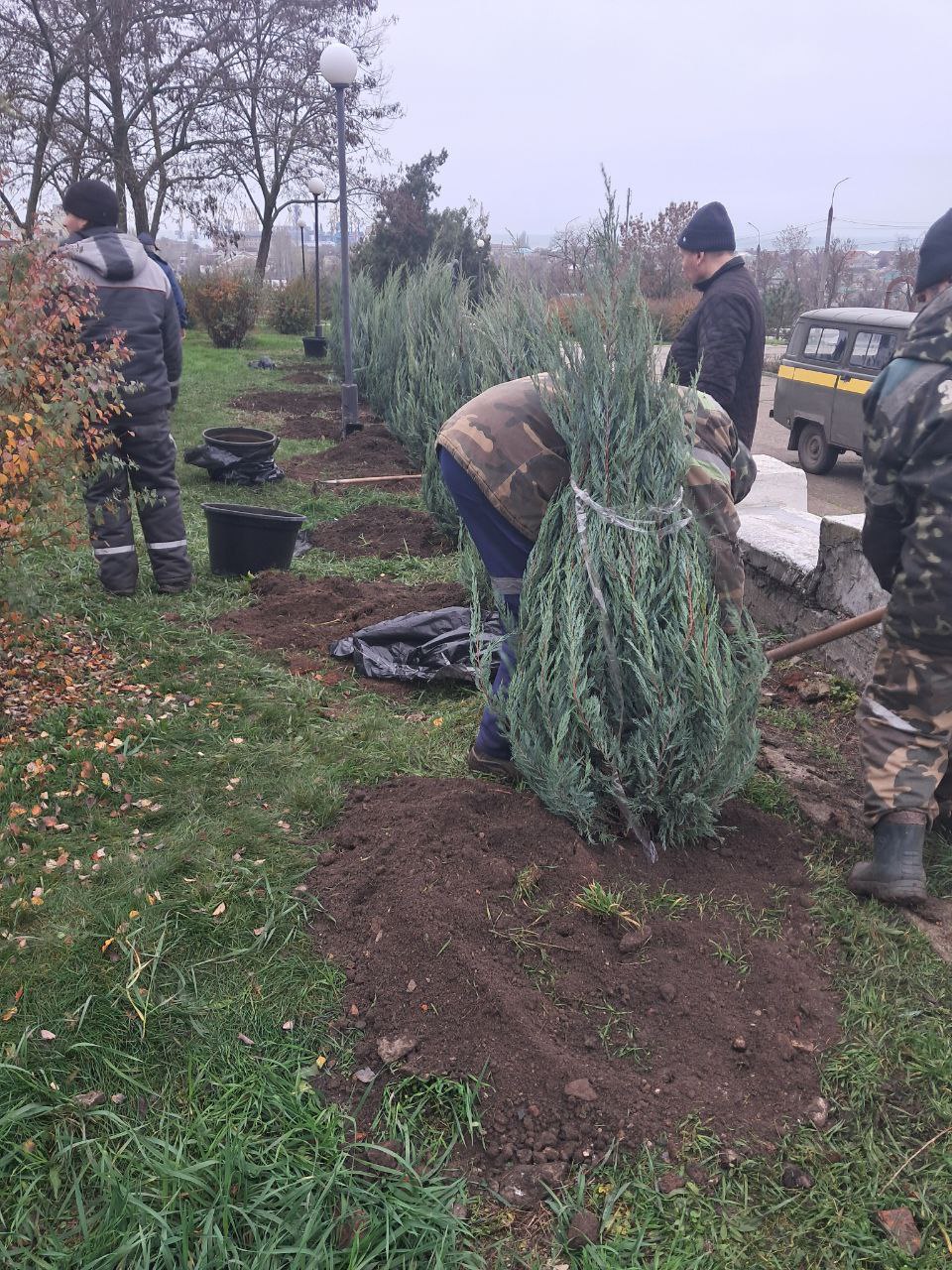 «Зеленхоз» высадил в Бердянске еще 30 кустов можжевельника «Зеленхоз» высадил в Бердянске еще 30 кустов можжевельника