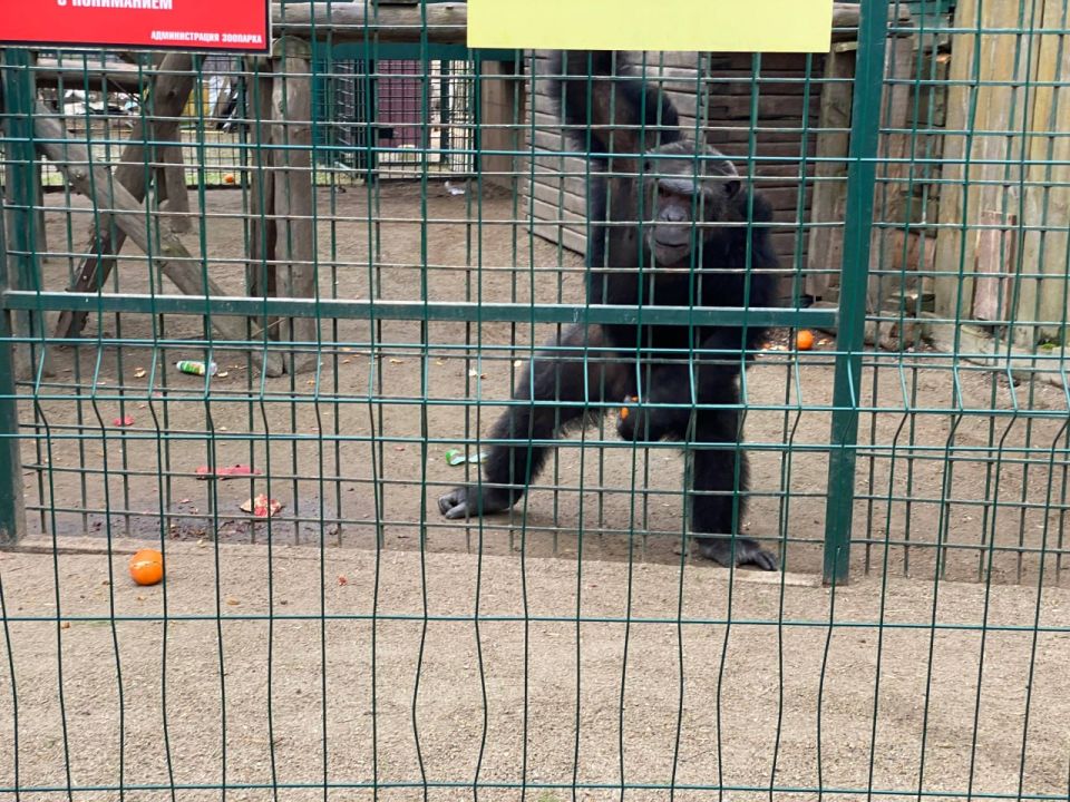 В канун Нового года дети участников СВО из Мелитополя попали на сказочное сафари: запорожский филиал фонда «Защитники Отечества» и региональное министерство молодежной политики организовали для них тур в бердянский зоопарк В канун Нового года дети участников СВО из Мелитополя попали на сказочное сафари: запорожский филиал фонда «Защитники Отечества» и региональное министерство молодежной политики организовали для них тур в бердянский зоопарк