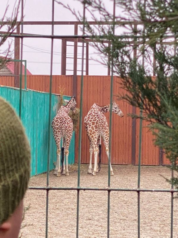 � ����� ������ ���� ���� ���������� ��� �������� ���������� �������