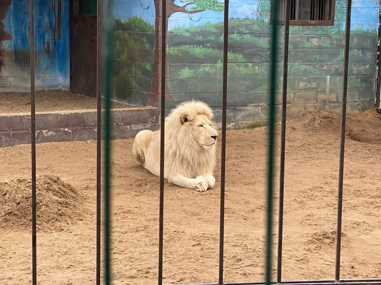 В канун Нового года дети участников СВО посетили бердянский зоопарк В канун Нового года дети участников СВО посетили бердянский зоопарк