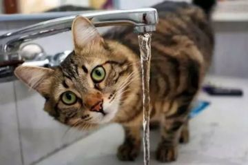 ���� �������: ������ "���������� ����� " ��� �� "���� ���������" �����������: