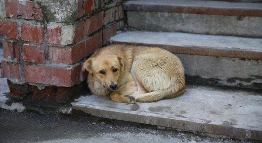 ��������������� ��������� ���������� ����������� ������� ������������� ����� ��������� Telegram-��� ��� ����� ���������� � �������� ��� ����������