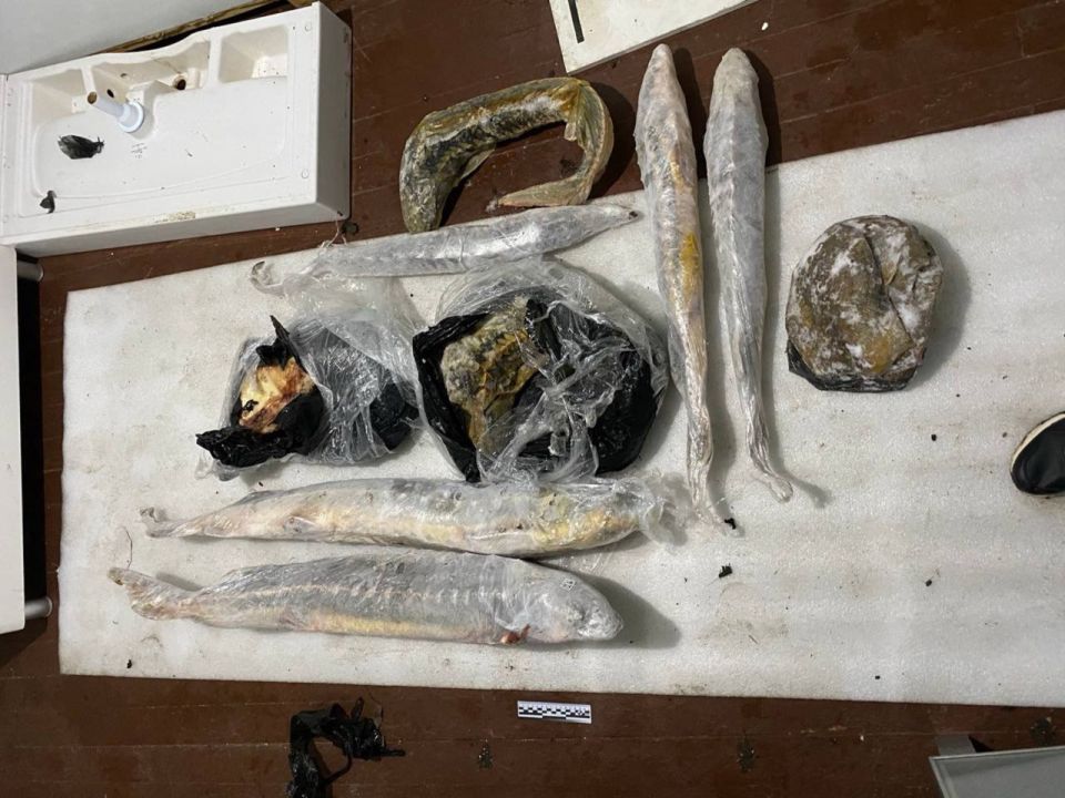 Жителям Бердянска предъявлено обвинение в незаконном вылове ценных пород рыбы семейства осетровых Жителям Бердянска предъявлено обвинение в незаконном вылове ценных пород рыбы семейства осетровых