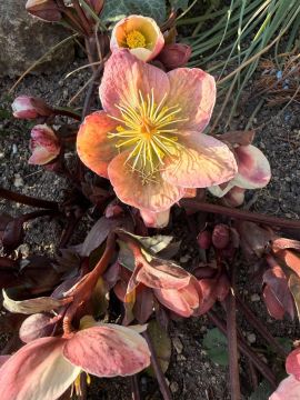 ������ ����. � �� �����, ��� �������