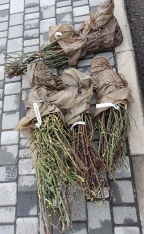 Активисты Единой России высадили 50 кустов роз в Бердянском муниципальном округе