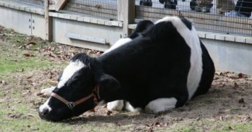 ����������� �������� �������� ����� ������������ ����� ��������� � ������������������ ������������ �����������, �������� � �������� ����������