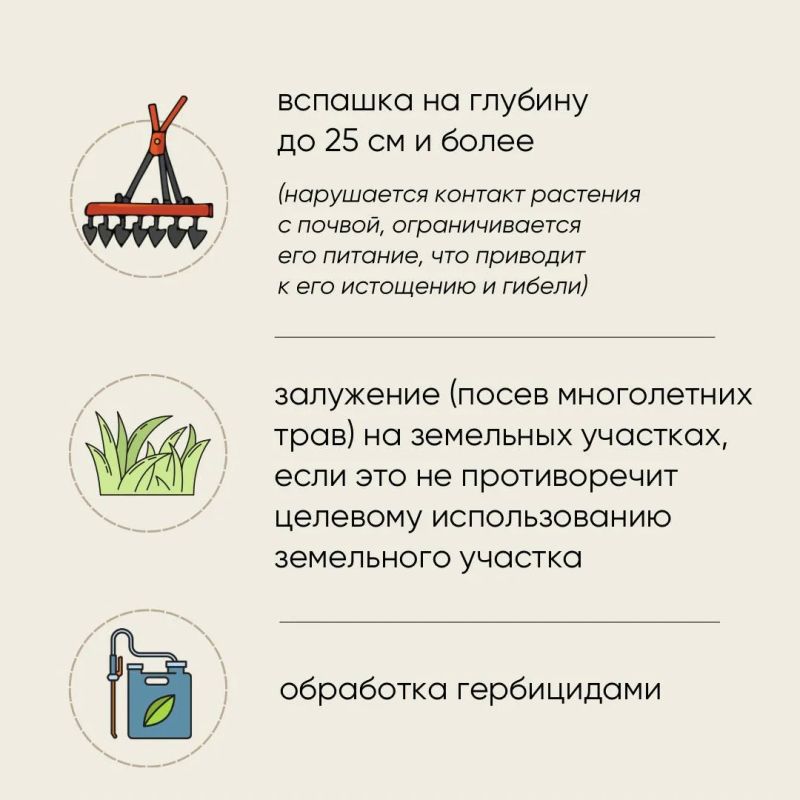 Россельхознадзор рассказал о борьбе с борщевиком Сосновского Россельхознадзор рассказал о борьбе с борщевиком Сосновского