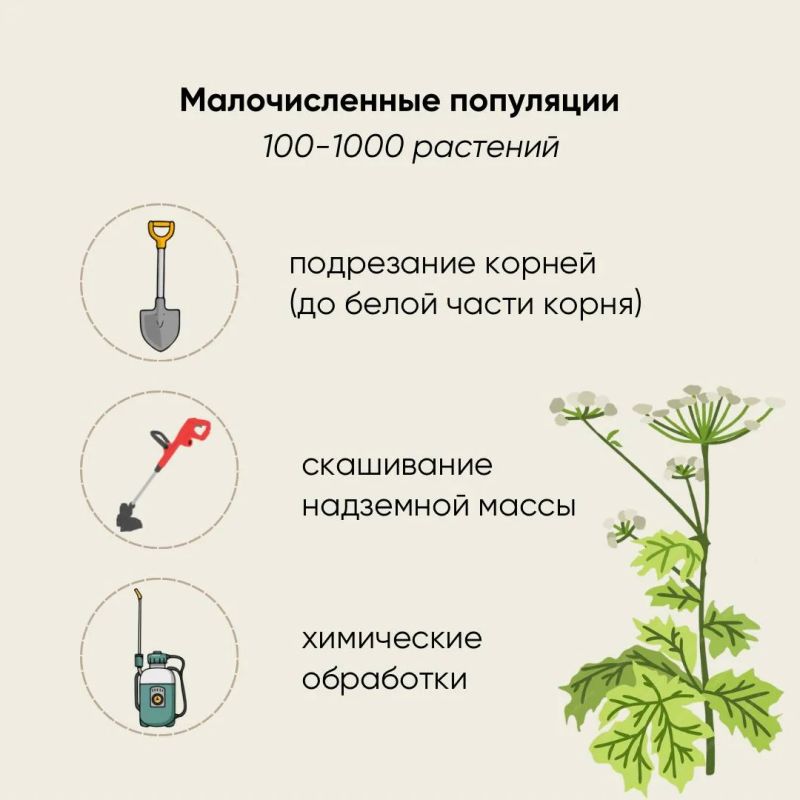 Россельхознадзор рассказал о борьбе с борщевиком Сосновского Россельхознадзор рассказал о борьбе с борщевиком Сосновского