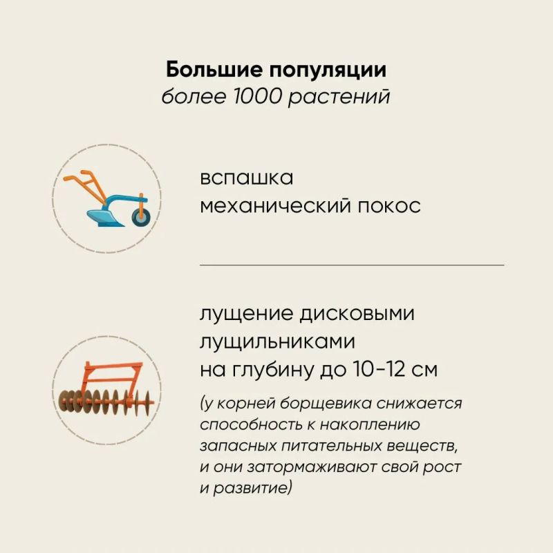 Россельхознадзор рассказал о борьбе с борщевиком Сосновского Россельхознадзор рассказал о борьбе с борщевиком Сосновского