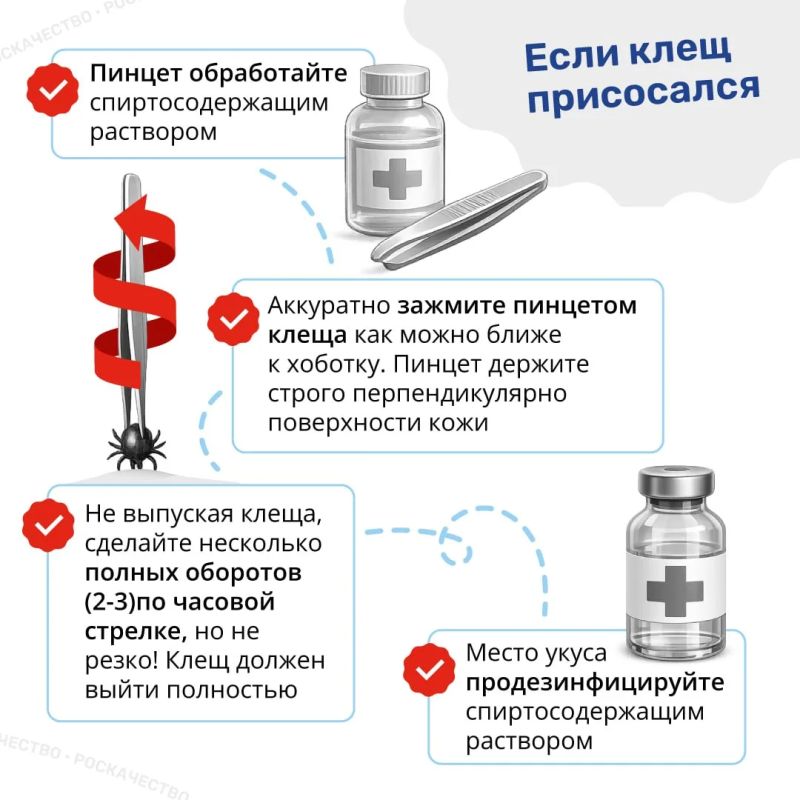 Сезон клещей открыт: важные правила, которые нужно знать каждому Сезон клещей открыт: важные правила, которые нужно знать каждому