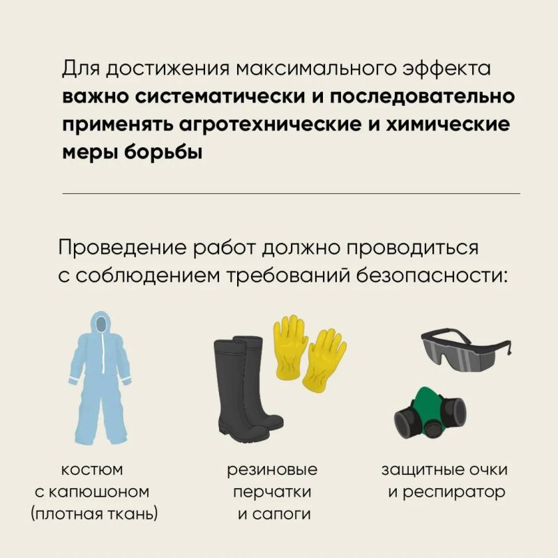 Россельхознадзор рассказал о борьбе с борщевиком Сосновского Россельхознадзор рассказал о борьбе с борщевиком Сосновского